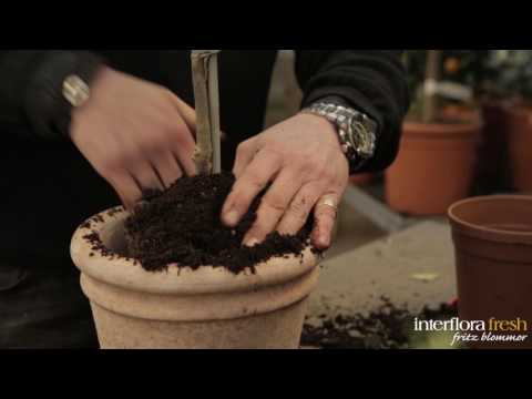 Dags att plantera om citrus