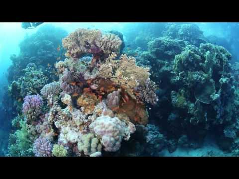 Safari 2016 der Film