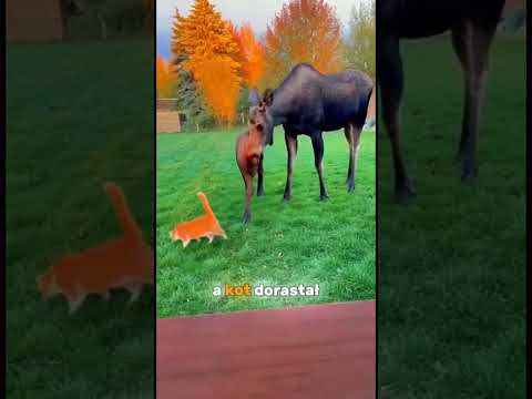 Ten Łoś chronił tego kota #historia #zwierzaki #animals #helping #kot #moose #cat