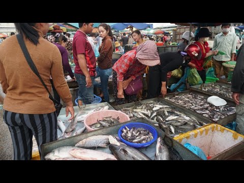 Amazing Second Site Distribute Alive Fish, Dry Fish & More - Morning Fish Market Scene @Chbar Ampov