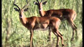 Ralph McTell - Impala