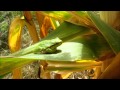 Laubfrosch Im Maisfeld