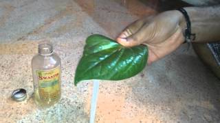 Boil treatment using Betel leaf - Easy home remedy.