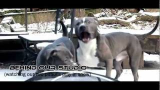 Pitbulls Growling