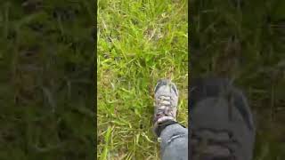 #walkabouts #grasslands #shorts #shortsbeta