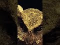 SCOPS OWL Shorts Viral Trending