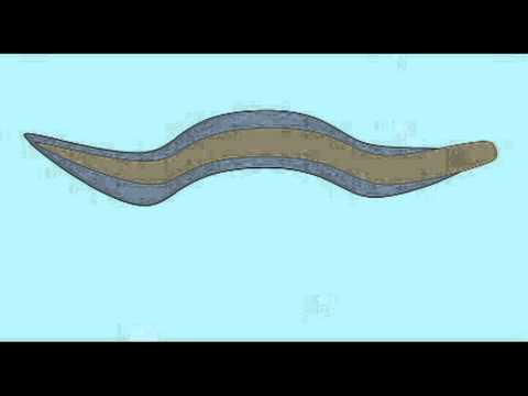 PL1: CHORDATE EVOLUTION