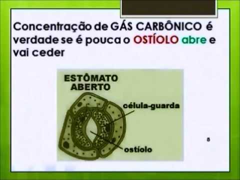 Cancao dos meristemas