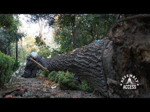Preserving History from Fallen Capitol Park Trees