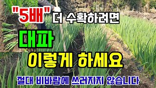 대파 5배 더 수확하려면 이렇게 하세요 대파 절대 비바람에 쓰러지지 않습니다 #대파농사 #대파심는방법