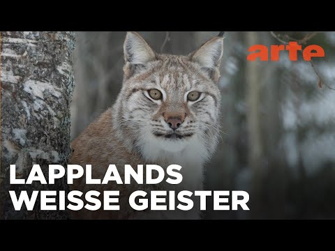 Der Norden | Abenteuer Schweden | ARTE Fernweh