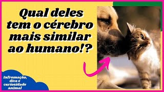 [Veja Dicas, Curiosidades e Informaes Sobre Animais de Estimao] #shorts