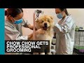 CHOW CHOW GOT 4 HOUR LONG PROFESSIONAL GROOMING | Life With Crumpet The Corgi & Butter The Chow Chow