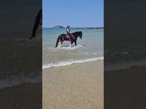 5 Year Old, 16hh Cob - Image 2