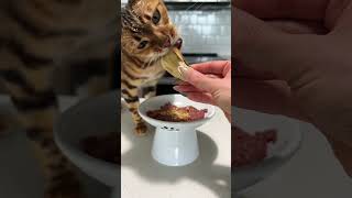 Are you surprised? 😊 #asmr #cat #bengal #catfood #mukbang #rawdiet