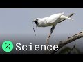 White Bellbird: Listen to the World's Loudest Bird