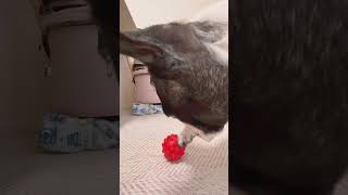 マッサージボールにビビりまくるフレブル　#shorts　　　　　　　　　　　　　　　　             "A Frenchie Going Crazy for a Massage Ball"