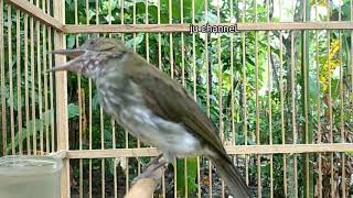 Download lagu masteran Joss siri siri besar Sumatra mp3 Download lagu masteran Joss siri siri besar Sumatra mp3