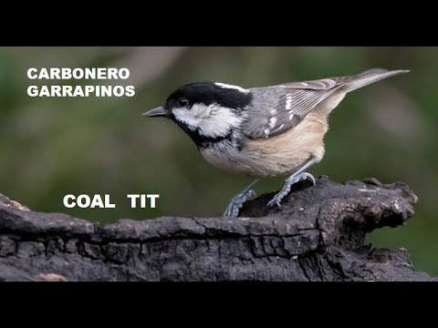 CARBONERO GARRAPINOS | COAL TIT | Parus ater