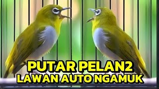 Download lagu PLECI BUXTONI GACOR,PANCINGAN PLECI MALAS BUNYI🔥PANCINGAN PLECI BAHAN,PLECI BUKA PARUH mp3 Download lagu PLECI BUXTONI GACOR,PANCINGAN PLECI MALAS BUNYI🔥PANCINGAN PLECI BAHAN,PLECI BUKA PARUH mp3