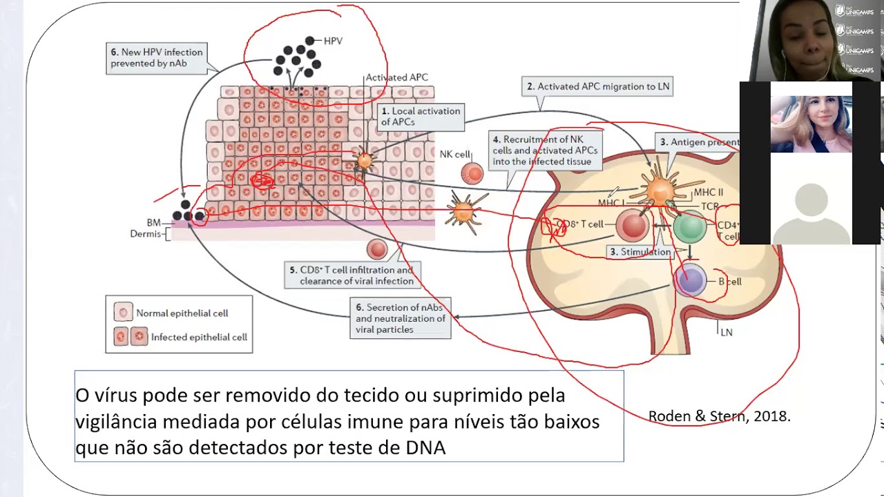 HPV e o Câncer de Colo do Útero