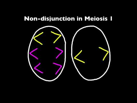 3.3 Non-disjunction and Down Syndrome