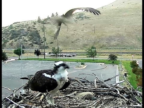 Fish delivery by Louis, L'el'e misses the landing, 1st time 2018 08 11 09 49 32 576