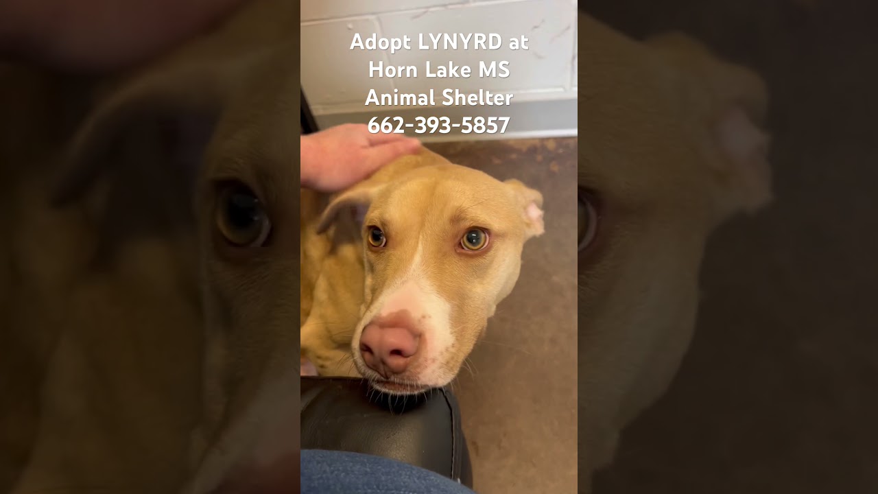 Enlarge Lynyrd, a ADOPTABLE mixed breed in Horn Lake, MS video 6/6