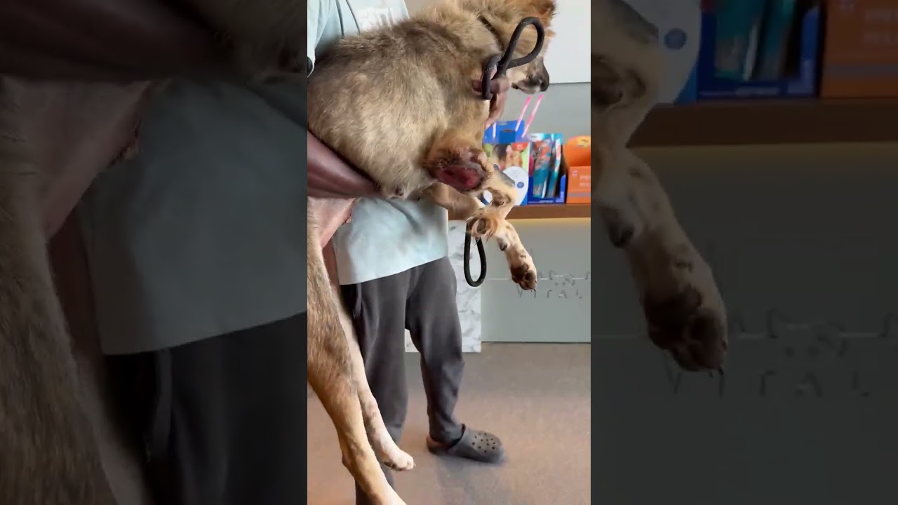Brucie video