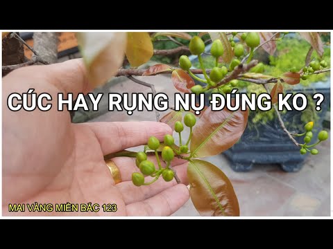 🔴 QBS2177 - CAUSES OF FALLING APRICOT BUDS | HOW TO FIX FALLING APRICOT BUDS | HOW TO PREVENT FAL...