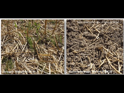 Pflanzenbau Aktuell - Nacherntemanagement Ackerfuchsschwanz