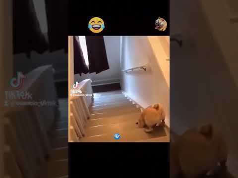PUG SE CAE DE LAS ESCALERAS
