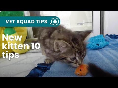 New Kitten? 10 things you NEED to know!