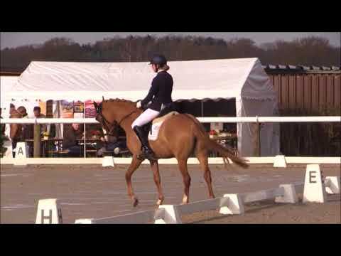 Daisy WE 9j. FEI-Pony v. FS Don't Worry-Brillant for sale VB 18.000,- Euro