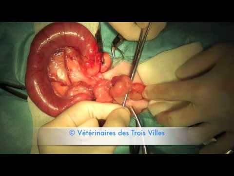 Dog ovariohysterectomy (pyometra)