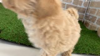 ハーフ犬の動画01