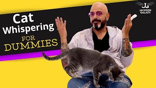 Cat Whispering 101: Environmental Enrichment & Play