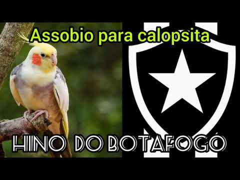 Assobio para calopsita do hino do Botafogo