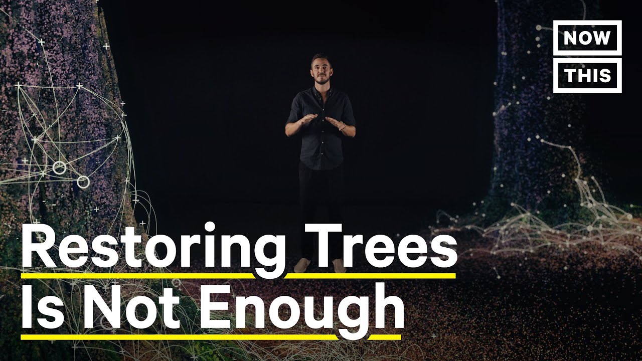 How Mapping Trees Can Help Fight the Climate Crisis | NowThis