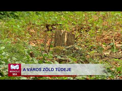 Videó előnézet
