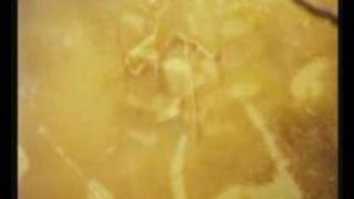 Sopor Aeternus - And Bringer Of Sadness