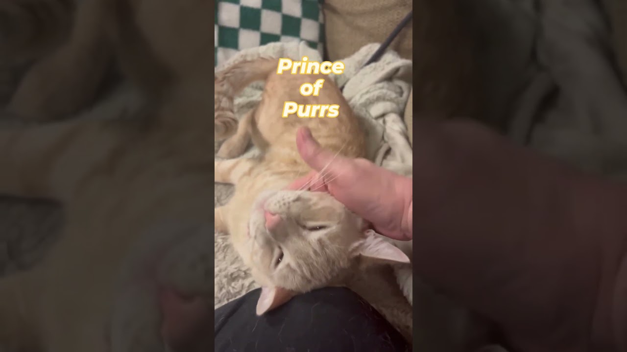 Enlarge Thor, a Adoptable Tabby in Lake Forest, CA video 2/2