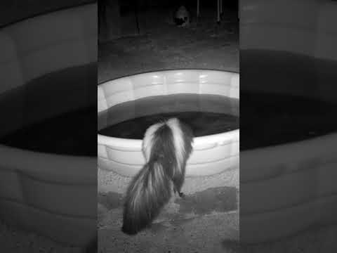 Skunk Drinking From the Swimming Pool