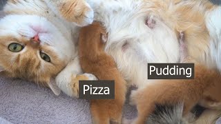 1st day after birth, tiny Kitten Pudding is everything to mother cat Sunny