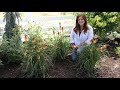 Planting Pyromania 'Hot and Cold' Kniphofia! 🧡🌿// Garden Answer