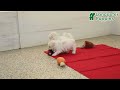 Bichon Frise dogs for sale: Fern - Video 1