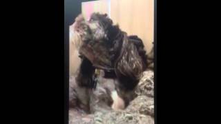 Reggie has just gotta sing!