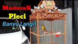 Download lagu Masteran Pleci BANYU SKY Shoots in line mp3 Download lagu Masteran Pleci BANYU SKY Shoots in line mp3