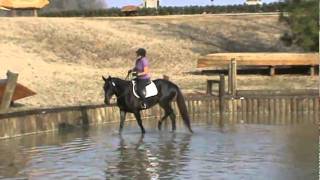 preview picture of video 'Kryptic - 2007 Trakehner stallion, water complex (cross country course 4 of 4)'