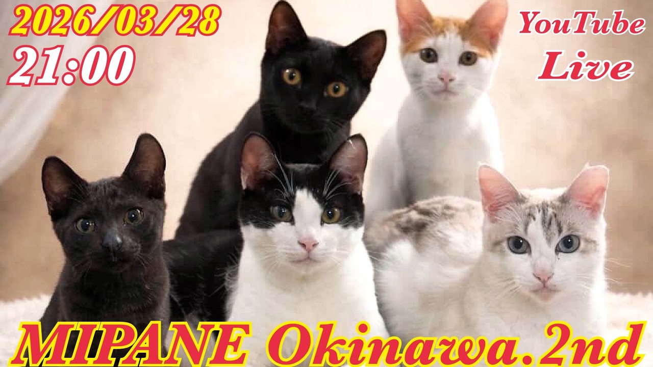 【LIVE】 亡き飼い主さんより託された『ミュウ』抜歯手術日が決定・体調不良、白血病キャリア『ミマ』の様子・全国より里親大募集中！